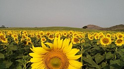 Sunflower field